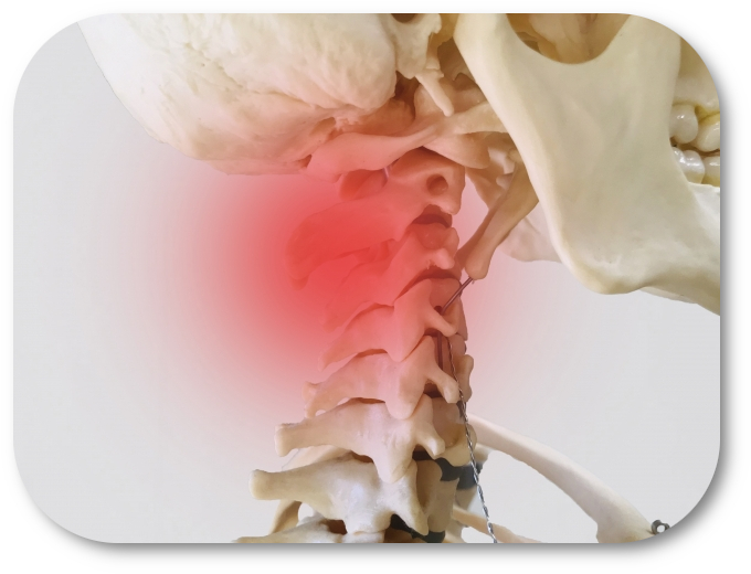 頚椎の位置を示すイメージ画像